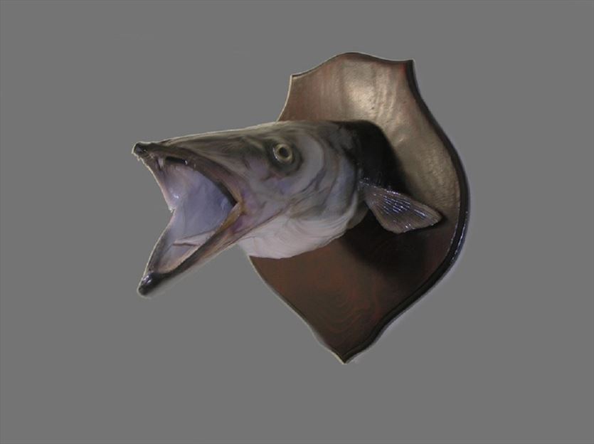 Preparowanie trofeów łowieckich, Marek Krajewski Pracownia preparowania zwierząt, Niewodnica Kościelna